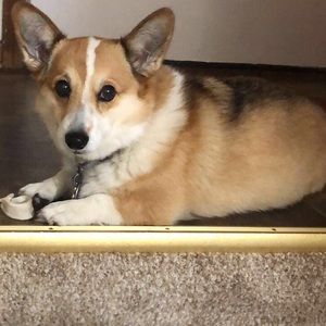 Meet your Posher, Hallie